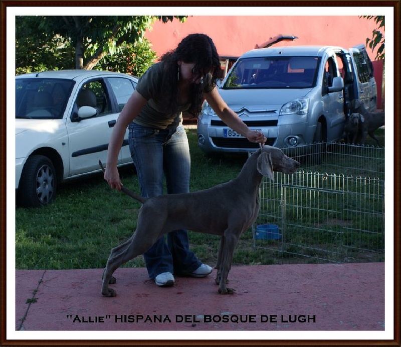 el Bosque de Lugh Hispana